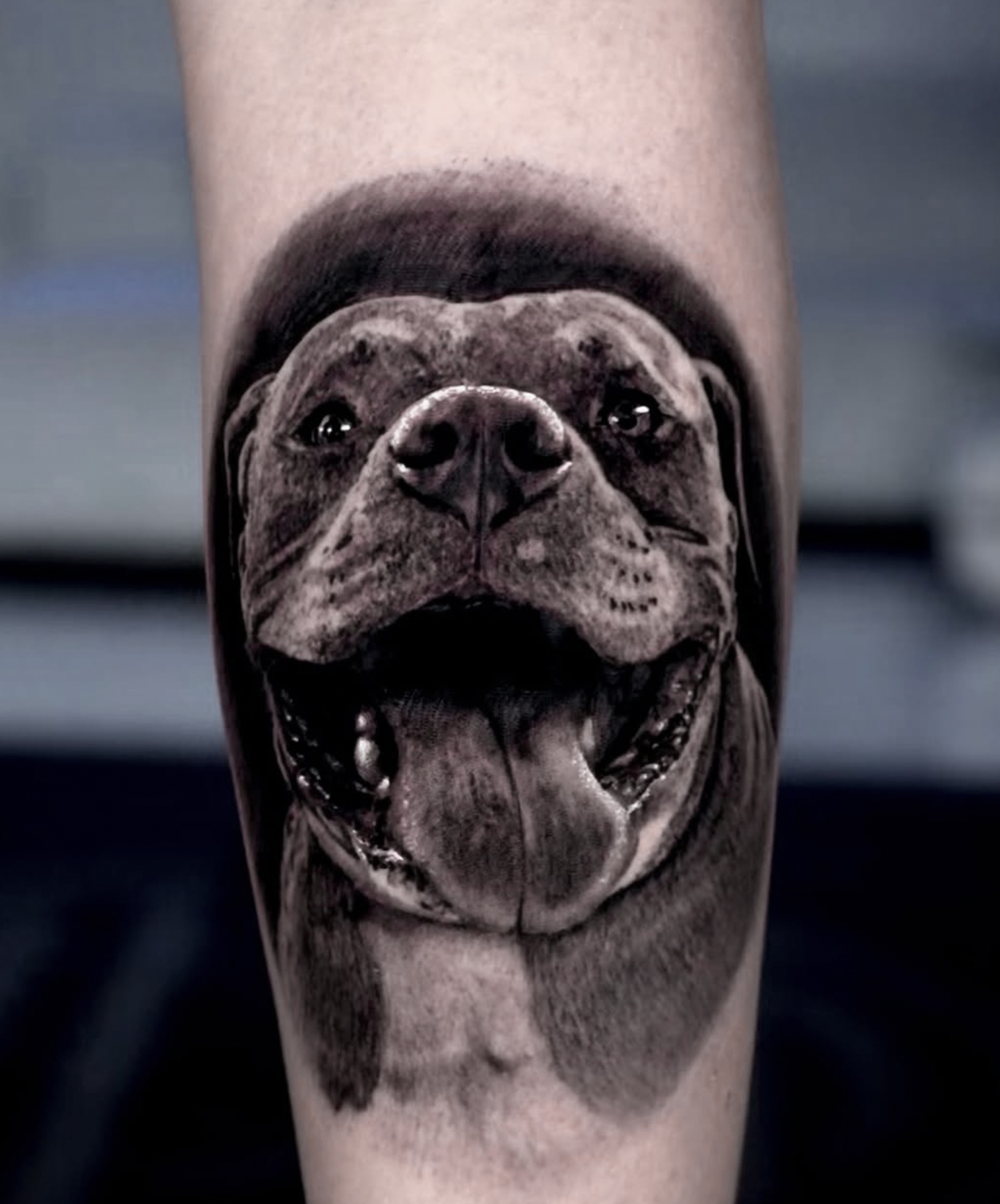 Black and grey realism portrait of a smiling pit bull on a client's shin